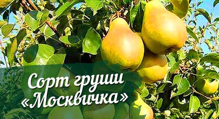 Груша москвичка: описание и характеристика сорта, выращивание, посадка и уход