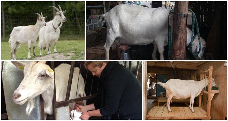 Рацион и правила кормления коз в домашних условиях | огородники