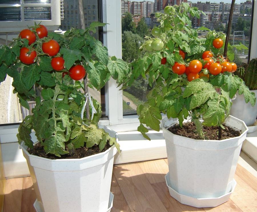Все секреты выращивания помидорчиков черри на балконе