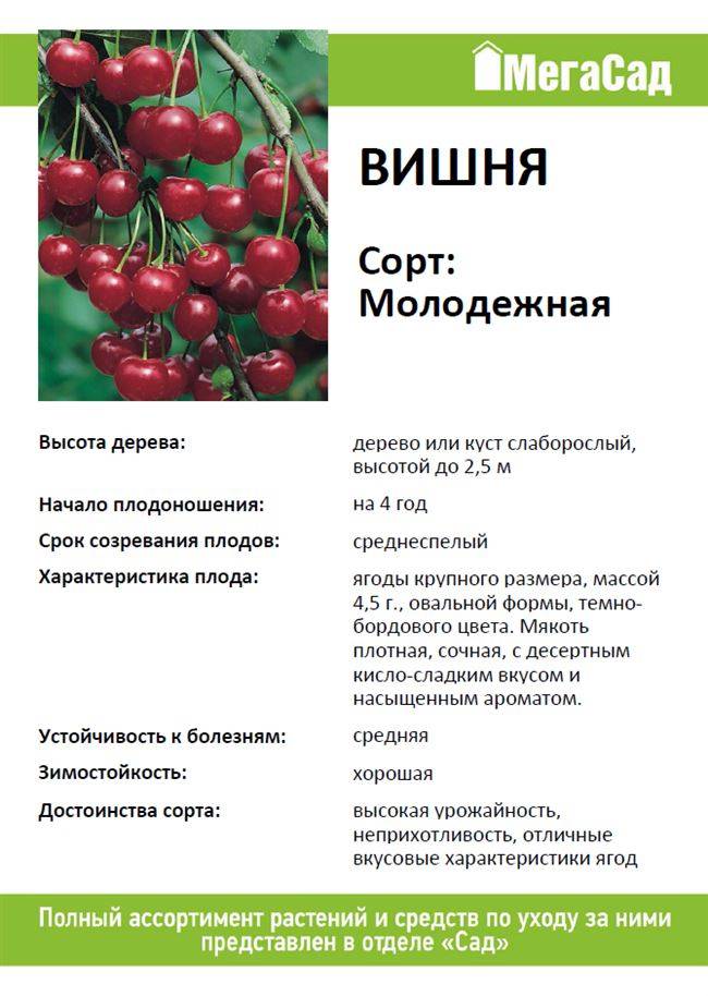 Войлочная вишня сорта для ленинградской. выращивание вишни войлочной
