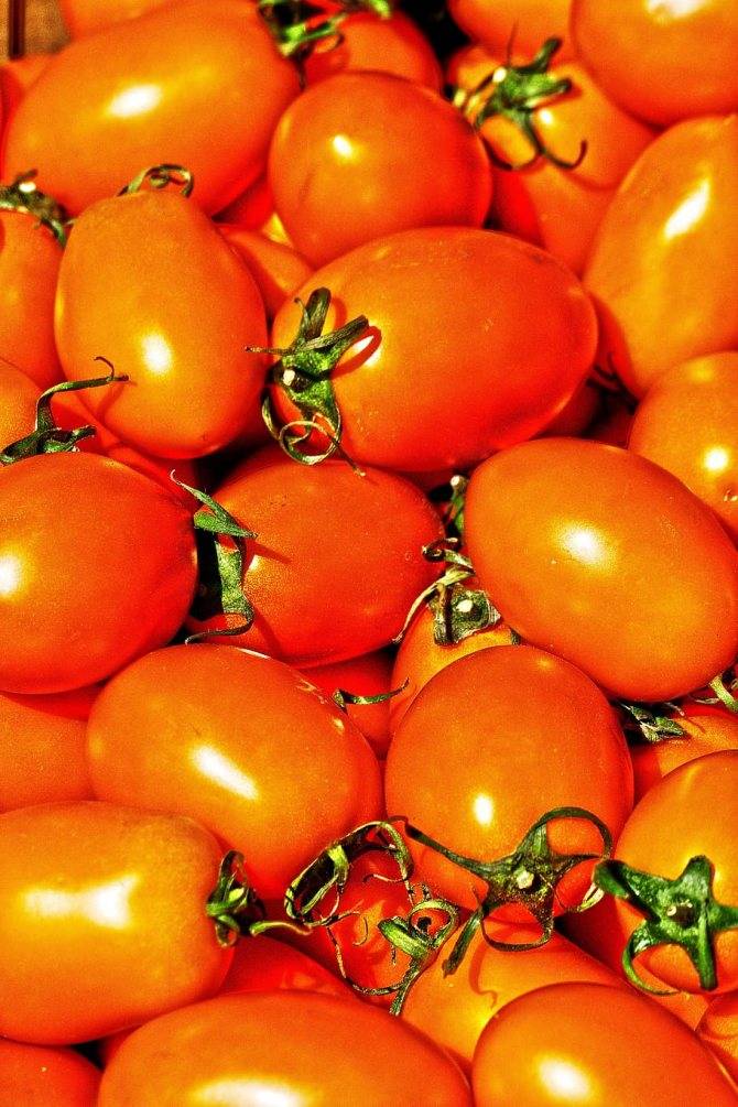 Сорт томатов золотые яйца: описание и фото