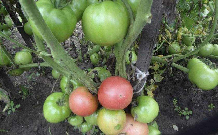 Пинк уникум — подробное описание особенностей выращивания томата