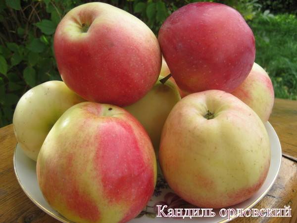 Секреты успешного выращивания яблонь «кандиль орловский»