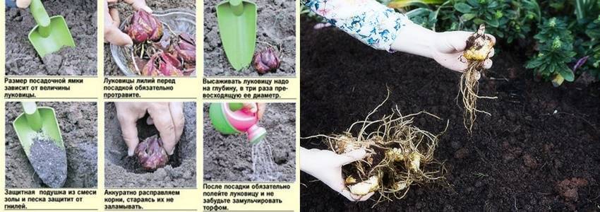Посадка лилий: когда их нужно сажать - весной или осенью, как правильно посадить лилию в открытый грунт, уход