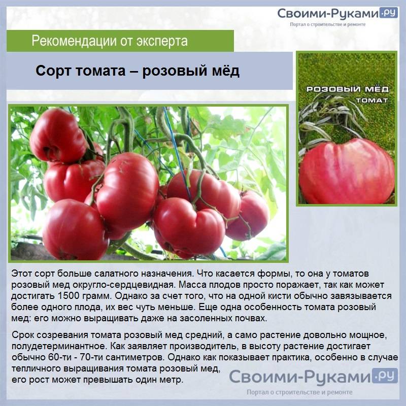 Сорта розовых томатов с описанием и фото
