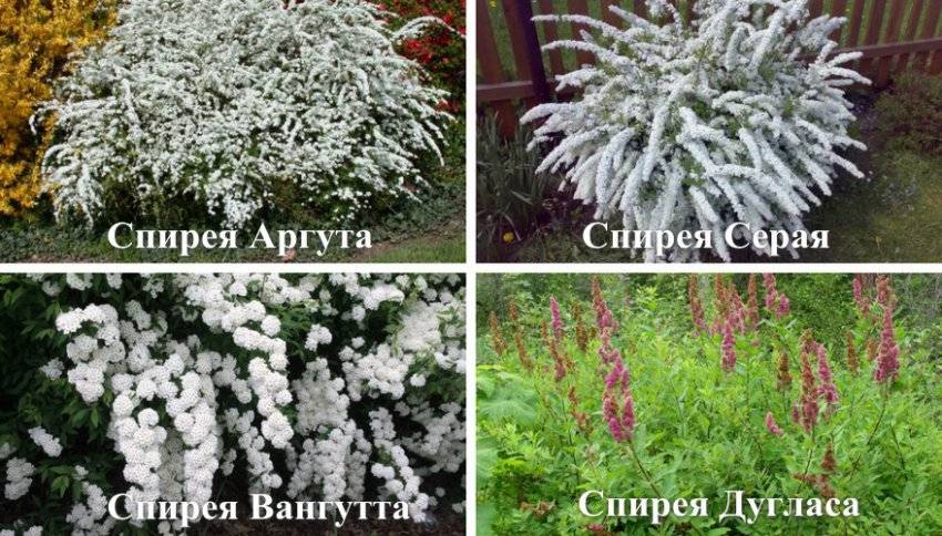 Как стричь спирею серую после цветения