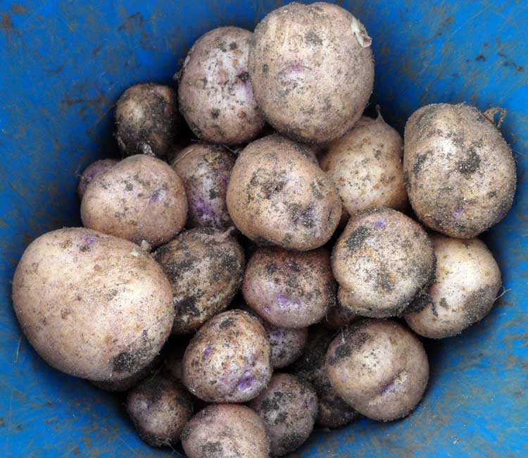 Ранний картофель "каратоп": описание сорта, фото, отзывы