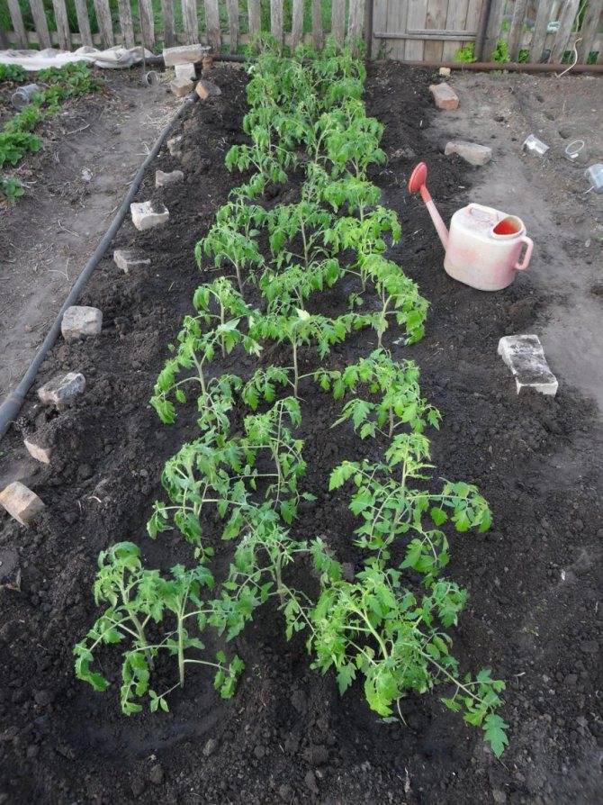 Уход за томатами в открытом грунте от посадки до урожая