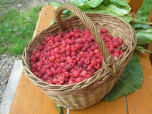 ✅ когда созревает черника: когда начинать собирать ягоды в лесу, сезон сбора в подмосковье и других регионах, как цветёт - tehnoyug.com