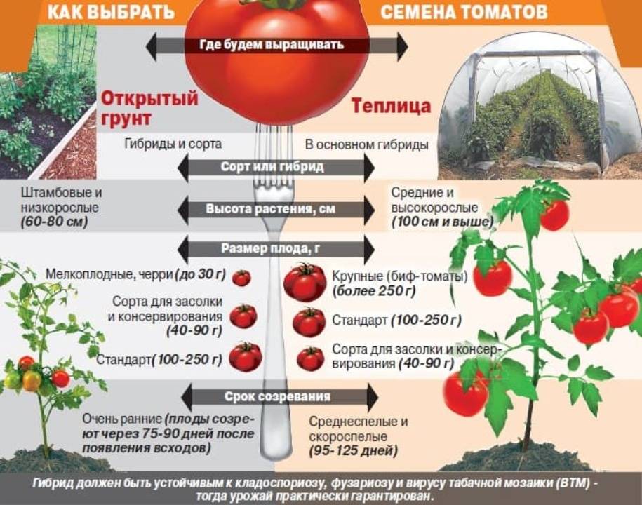 Высадка рассады помидор в теплицу: сроки, пошаговые инструкции, схемы
