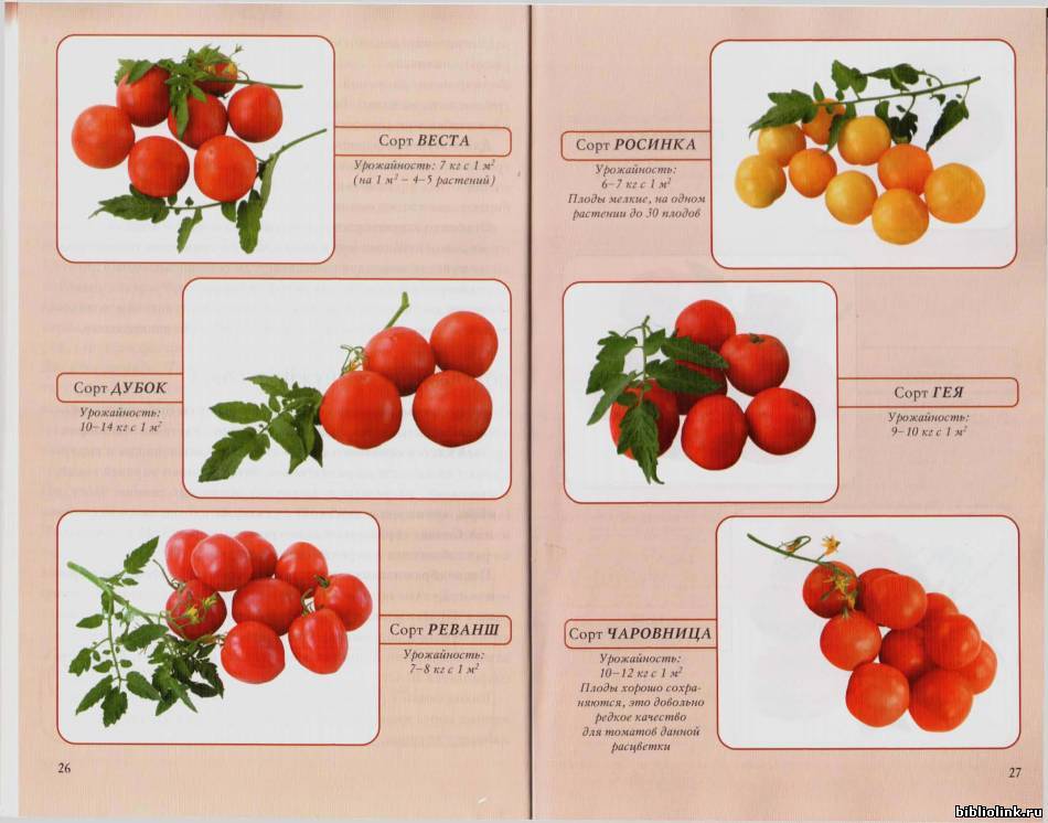 Характеристика и описание сорта томата санька: выращивание и уход