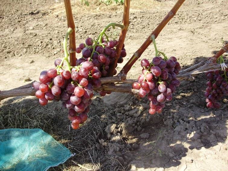 Виноград кардинал: описание сорта, фото, отзывы, характеристики и особенности выращивания