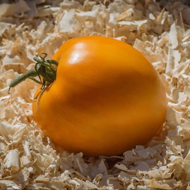 Любимец многих дачников — томат сердце ашхабада: характеристики и описание красивого сорта