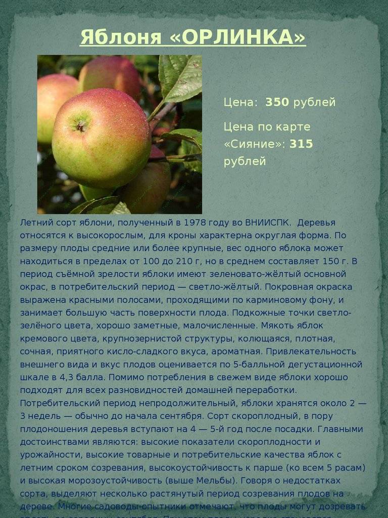 Яблоня слава победителям — описание сорта, особенности выращивания