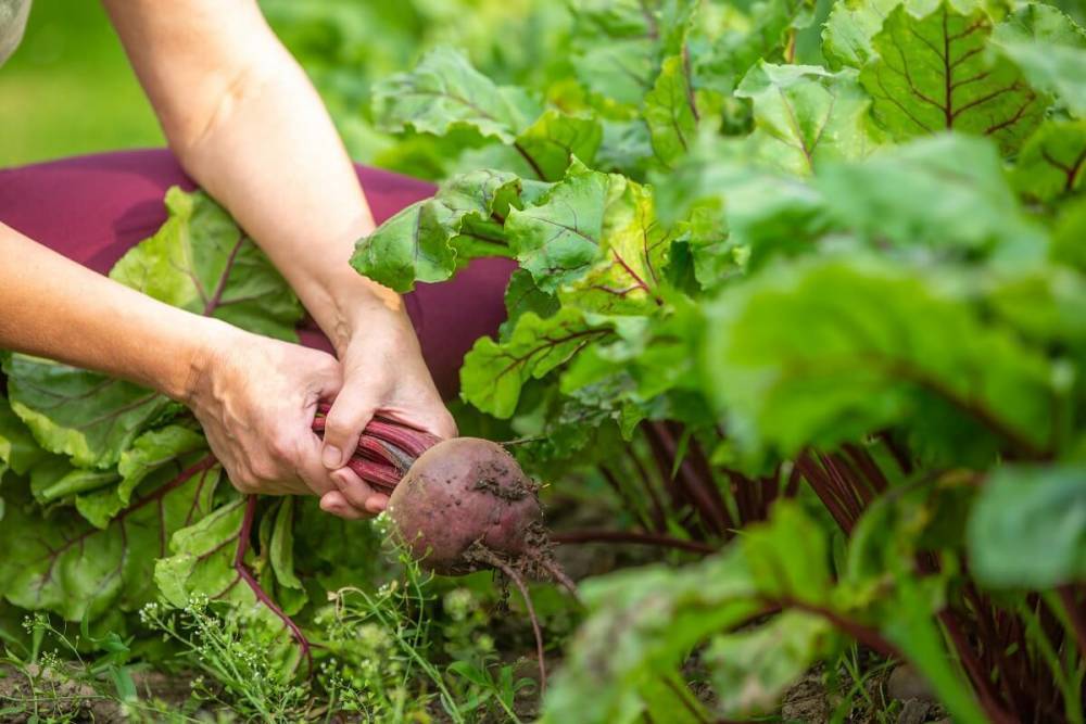 Сроки посева свеклы. как правильно сажать овощ?