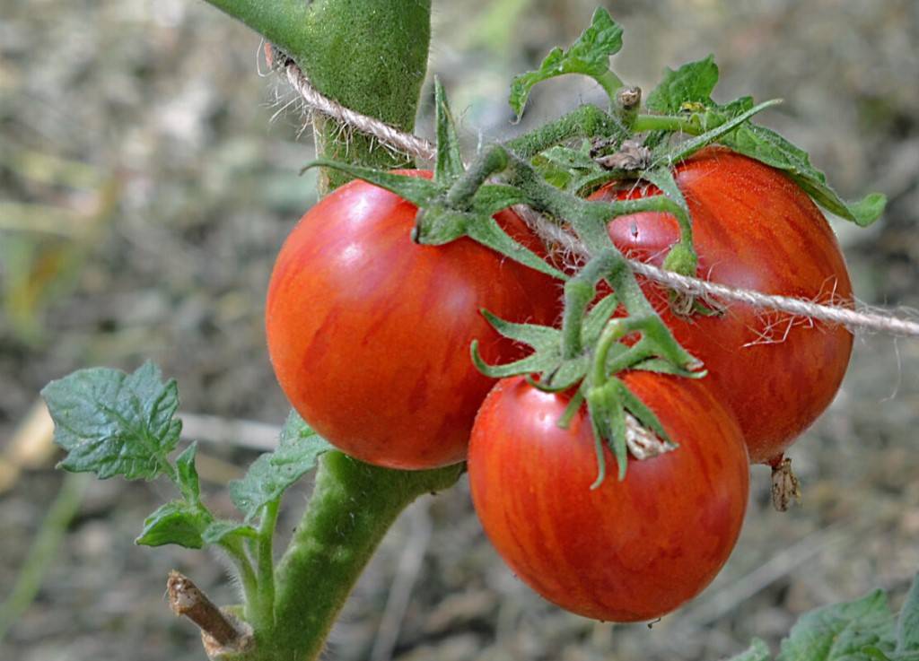 Томат сеньор помидор характеристика и описание сорта