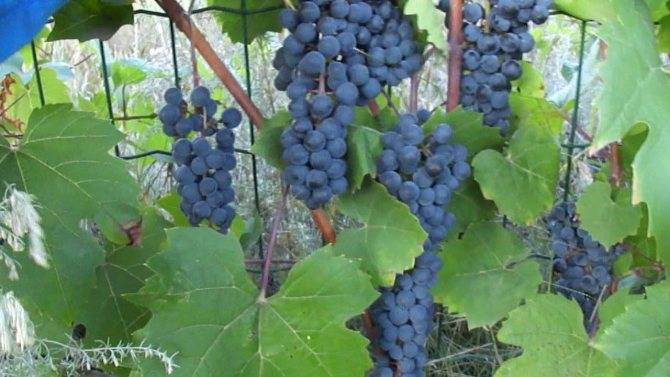 Виноград "мукузани": описание сорта, фото