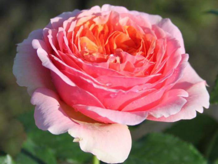 Чиппендейл (роза): описание сорта, выращивание, уход и особенности :: syl.ru