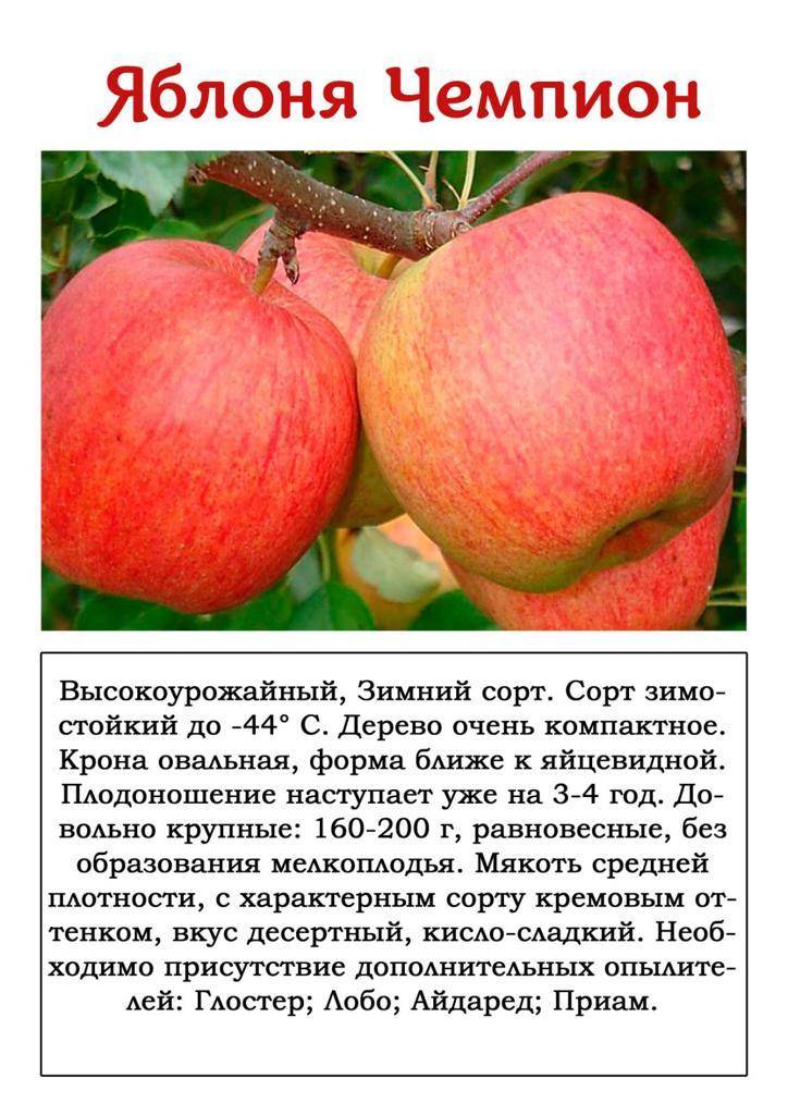 Яблоня русская красавица: особенности сорта и ухода