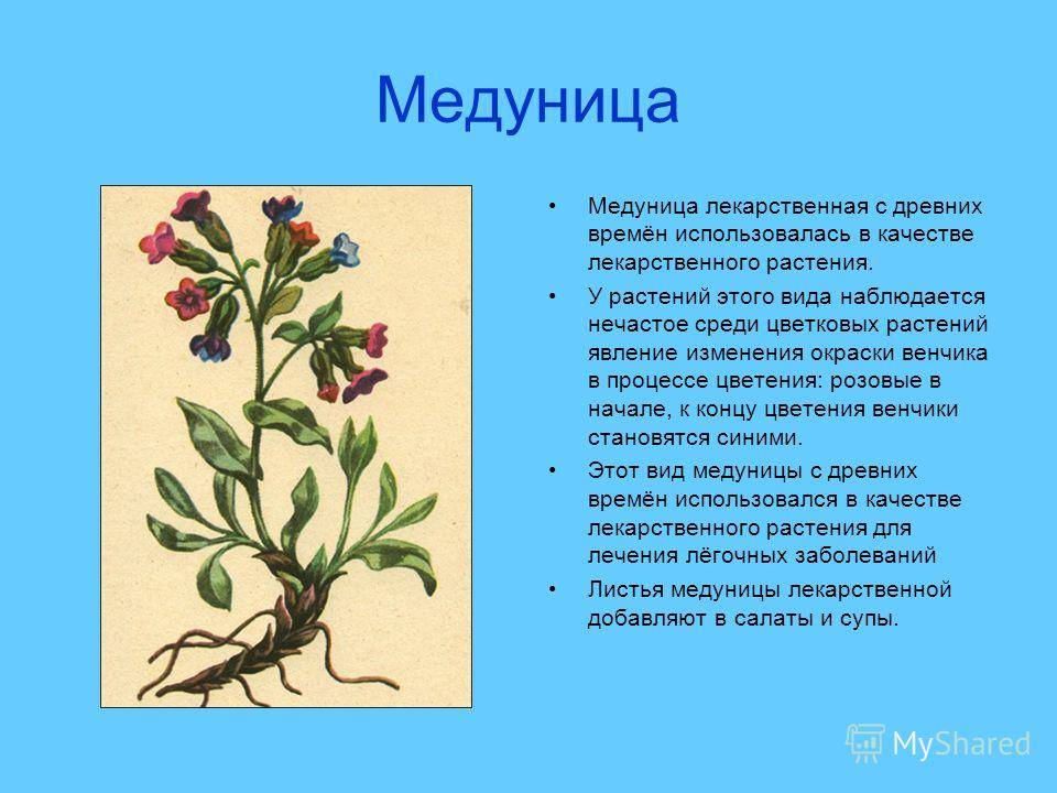 Трава медуница: лечебные свойства и противопоказания, описание