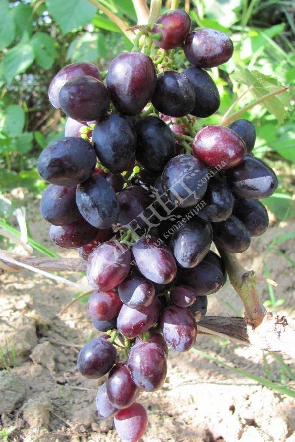 Как вырастить виноград в сибири и какие сорта для этого подойдут