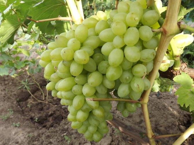Сорт винограда «аттика»: описание с фото