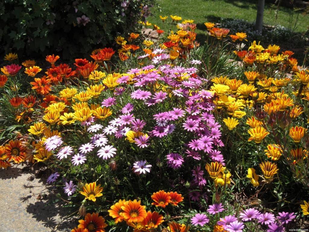 Описание 15 лучших видов однолетних цветов для дачи цветущих все лето