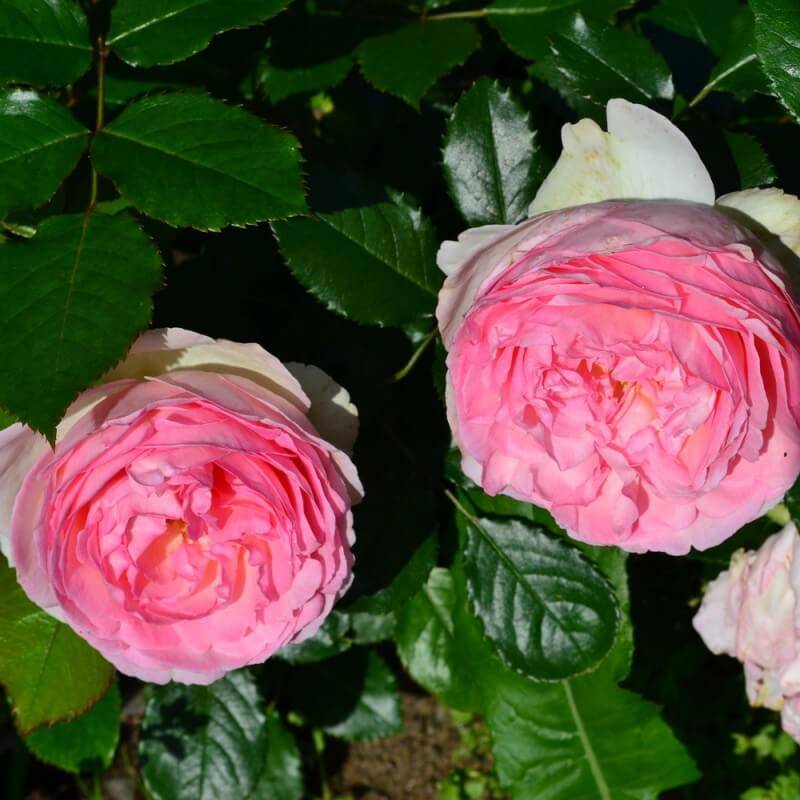 О розе пьер де ронсар (pierre de ronsard): описание, характеристики, выращивание