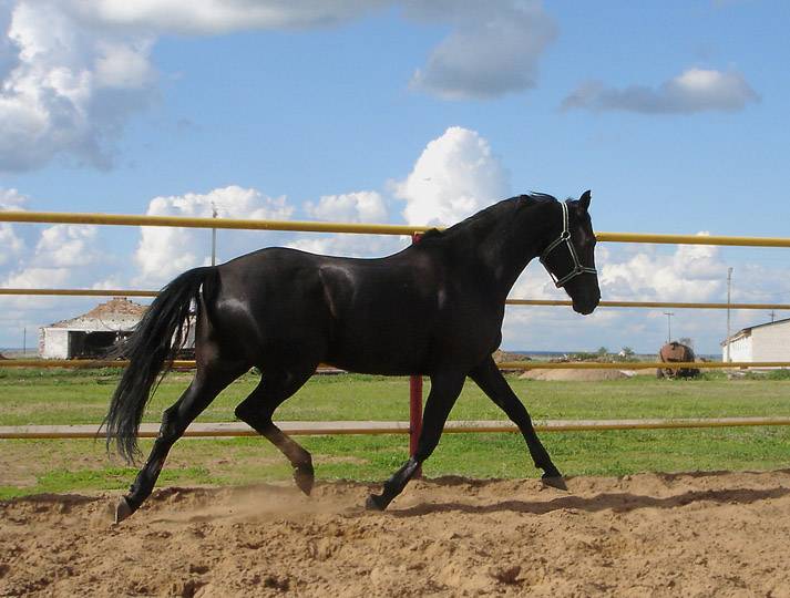 Тракененская лошадь характеристика породы - агро эксперт