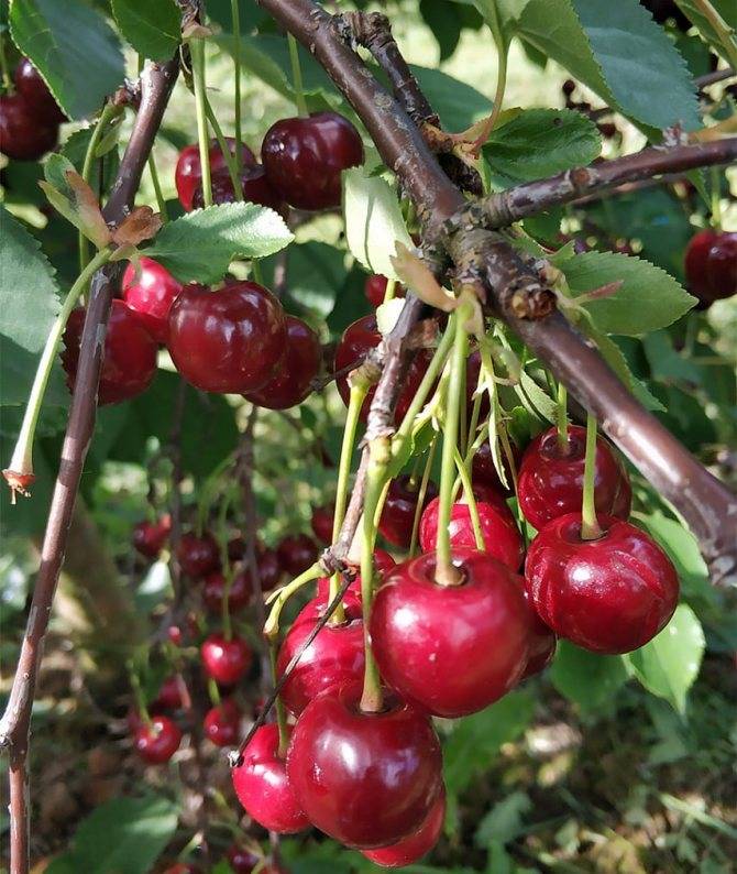 Описание и характеристики вишни сорта ассоль, тонкости выращивания