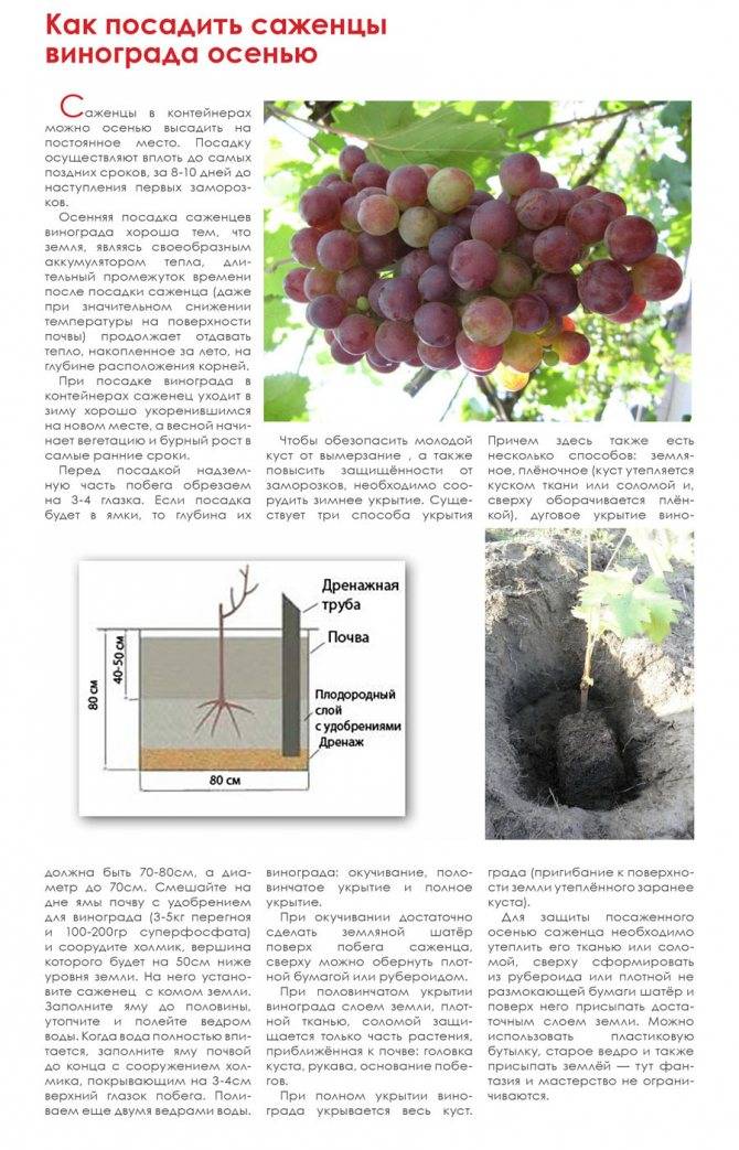 Виноград сфинкс описание и характеристики правила выращивания и ухода с фото