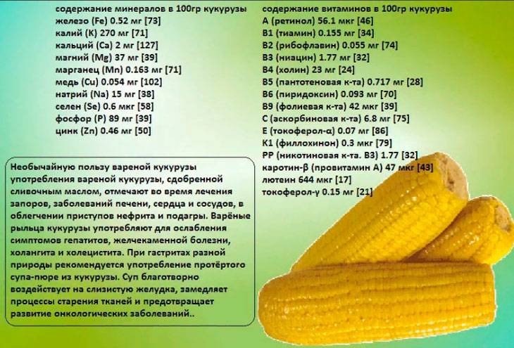 Чем полезна кукуруза: лечебные свойства и противопоказания, возможный вред для здоровья