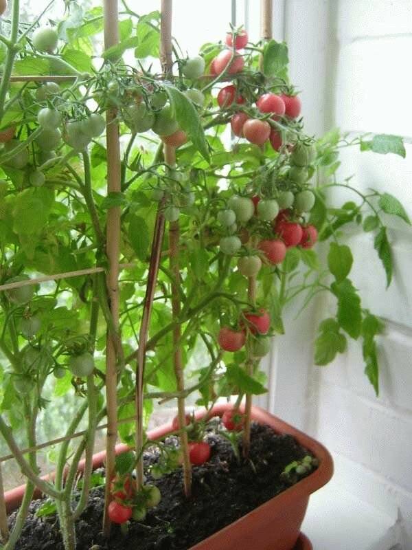 Как выращивать томат балконное чудо дома и в открытом грунте