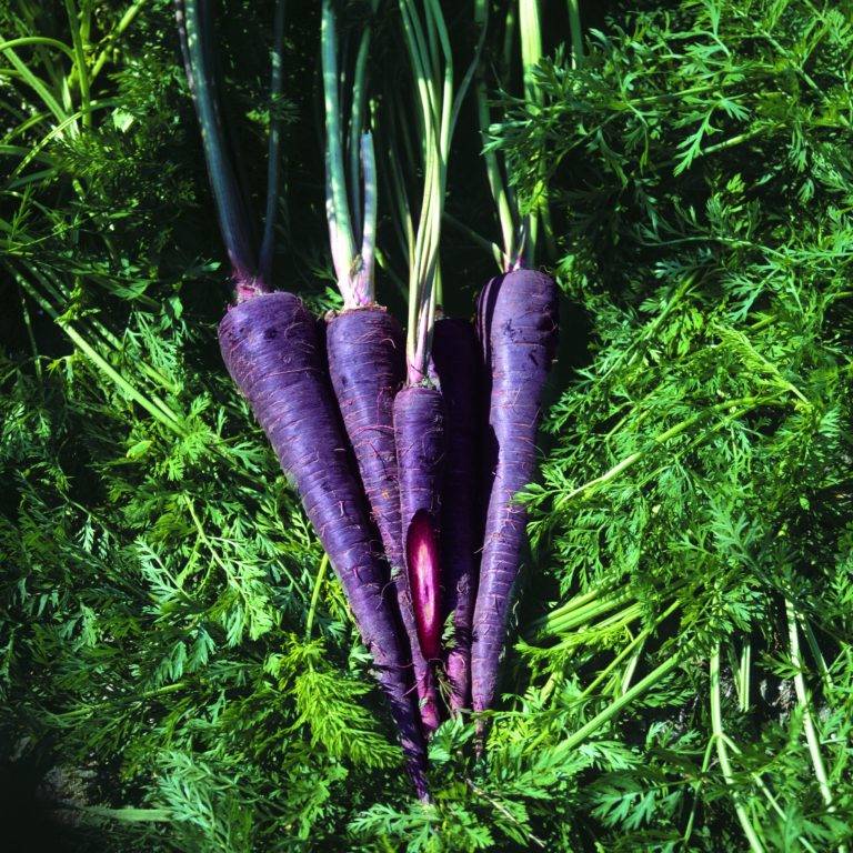 Черная морковь что это такое полезные свойства и выращивание фото