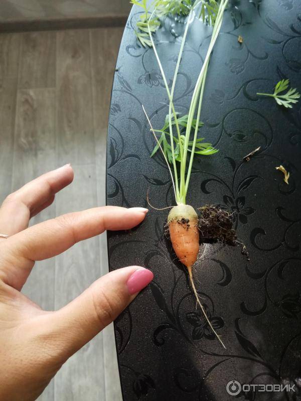 Как самому получить семена моркови и посадить их в грунт