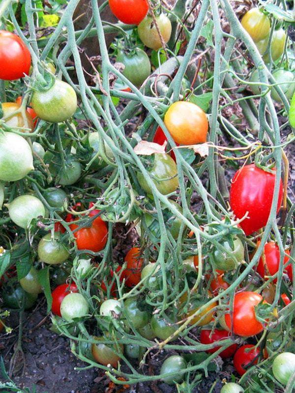 Томат поцелуй герани - описание сорта, фото, урожайность, отзывы овощеводов