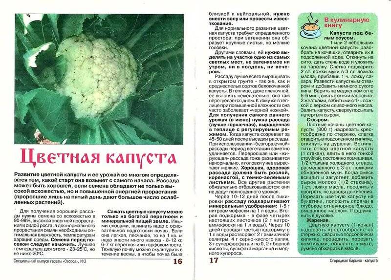 ᐉ почему плохо растет капуста в открытом грунте? - zooon.ru