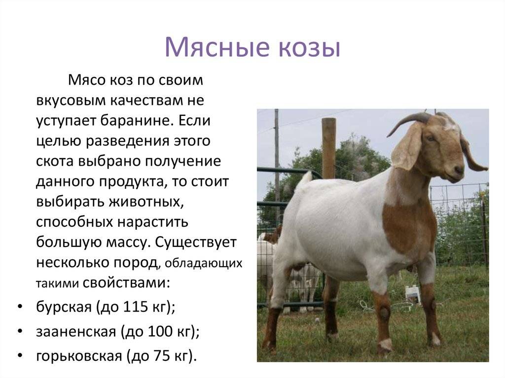 Топ-5 пород комолых коз и сравнительная характеристика продуктивности