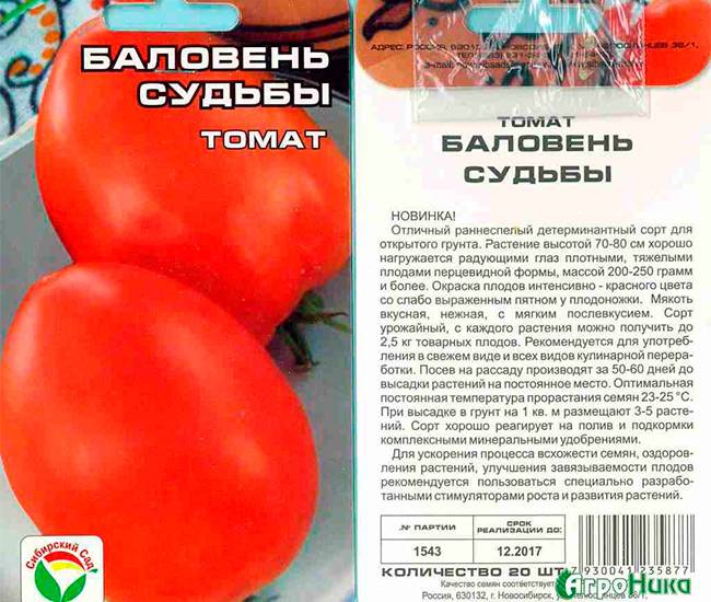 Положительный по всем параметрам сорт от российских селекционеров — томат «пародист»