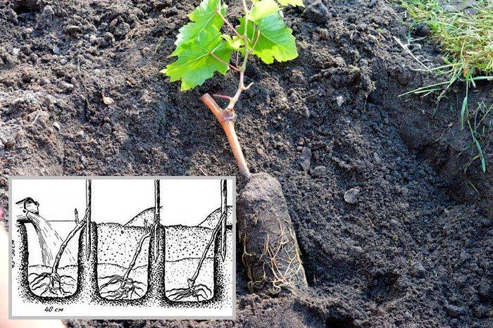 Как пересаживать виноград на новое место: когда это лучше делать?