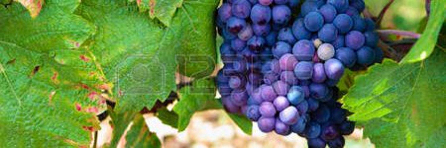 Виноград «пино»: разновидности сорта и правила выращивания