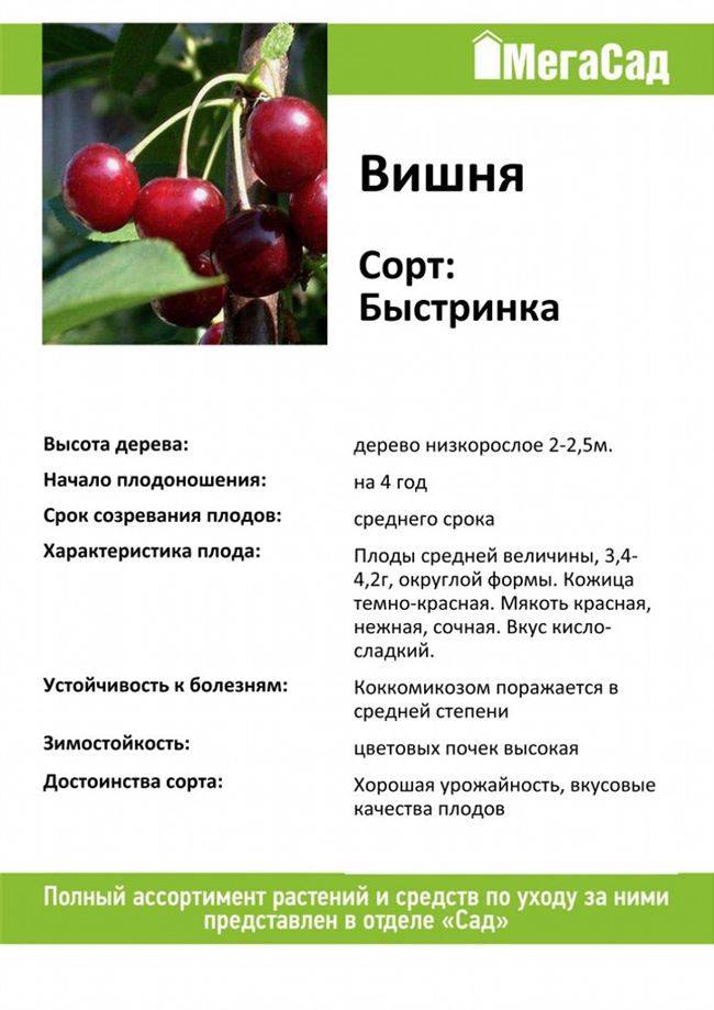 Описание и характеристики вишни сорта Стойкая, ее достоинства и недостатки