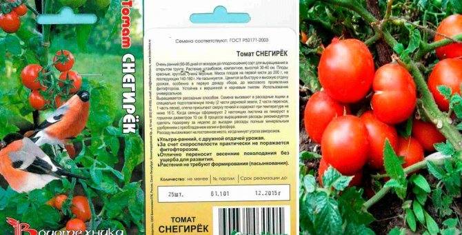 Хотите есть ранние томаты — сажайте ‘амурский штамб’ от «седек»!