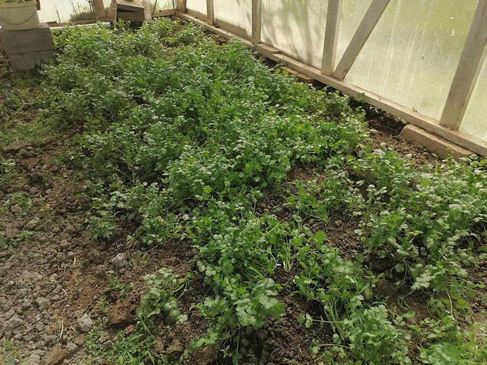 Кинза – выращивание из семян и уход на огороде и в домашних условиях