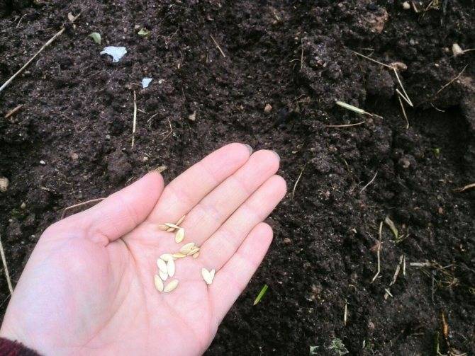 Огурцы в открытом грунте: выращивание семенами и рассадой, фото, технология посадки, ухода, лучшие сорта для начинающих