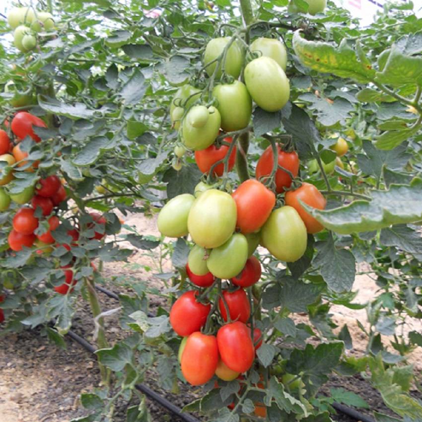 Томат волшебный каскад f1: характеристика и описание сорта, отзывы об урожайности помидоров черри, фото куста