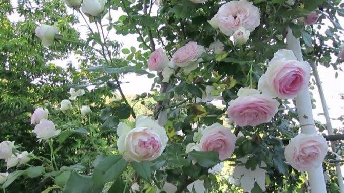 Роза пьер де ронсар: отзывы, фото, описание сорта, посадка и уход, морозоустойчивость, обрезка, выращивание кустов, подкормка