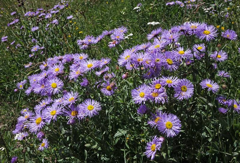 Мелколепестник (эригерон) – фото цветка, посадка и уход в саду, описание сортов