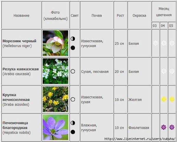 Мак – яркое декоративное растение: описание многолетних и однолетних цветов, посадка и уход, способы размножения, возможные болезни  (70 фото & видео) +отзывы