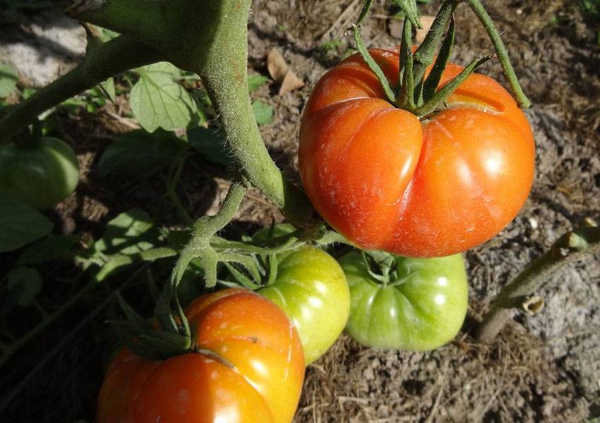 «голицын» — грунтовой томат для консервирования — ботаничка.ru